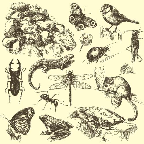 insect with small animals hand drawn vector free download