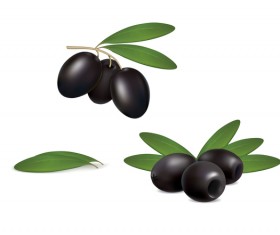 set olives on white background vector free download