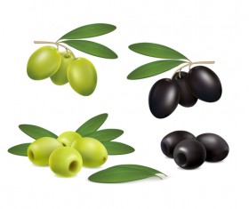 set olives on white background vector