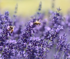 small bee that takes honey in the flowers Stock Photo