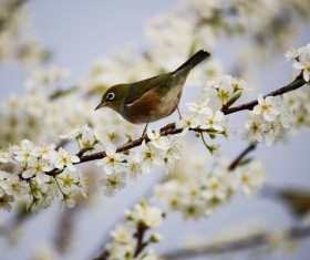 small sparrow on the branches of flowers Stock Photo