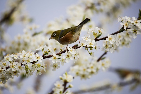 small sparrow on the branches of flowers Stock Photo