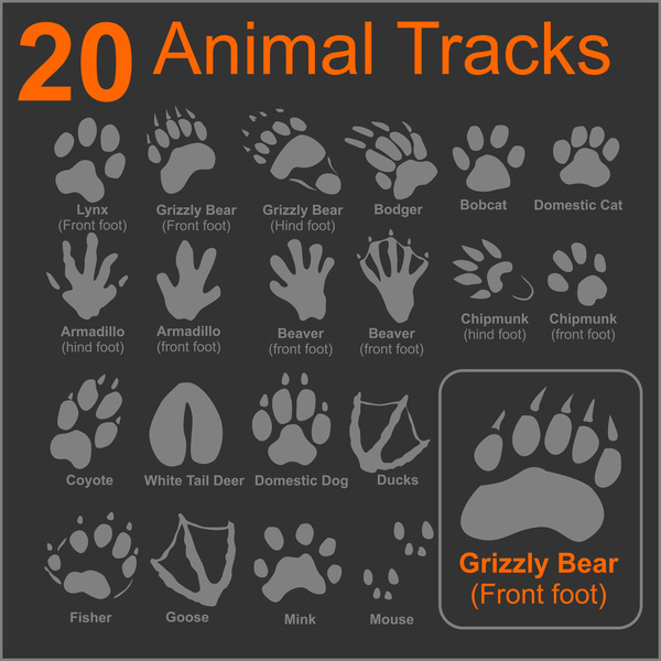 20 Kind animals tracks vector