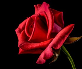 A red rose HD picture