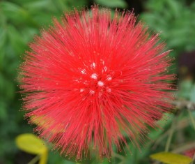 Acacia flowers Stock Photo
