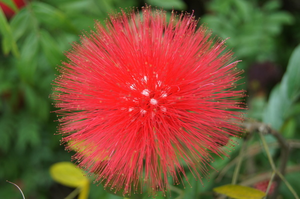 red acacia flower