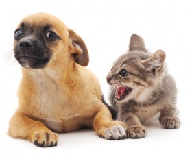 Angry kitten puppy HD picture