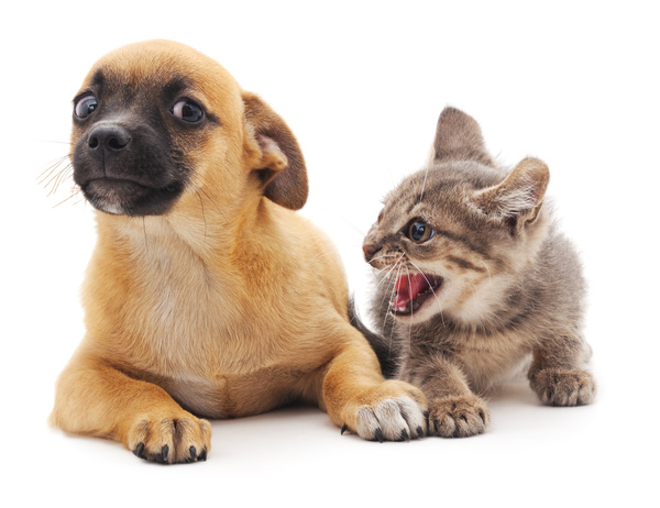 Angry kitten puppy HD picture