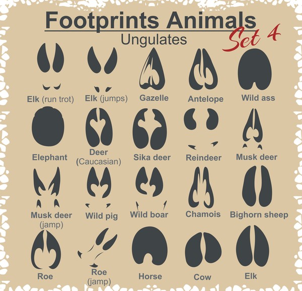 Animal footprints design set vector 02
