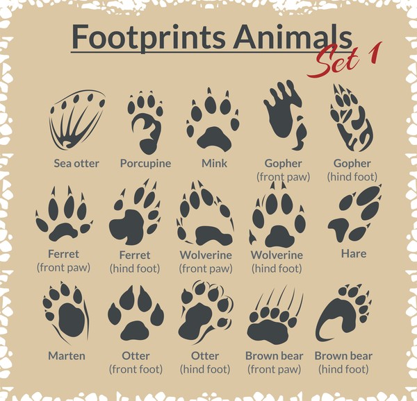 Animal footprints design set vector 04