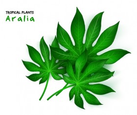 Aralia leaves vector illustration