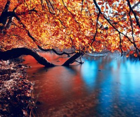 Autumn forest streams HD picture