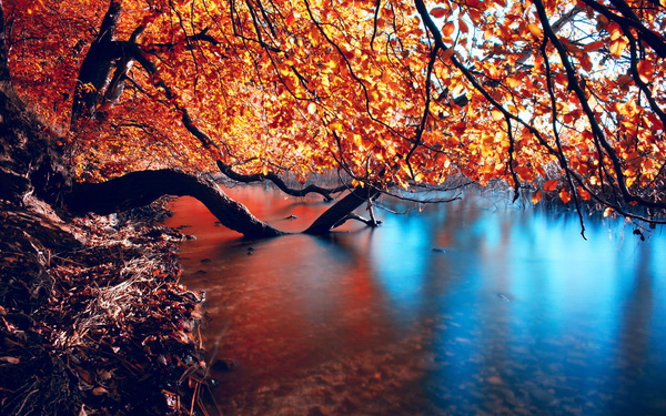 Autumn forest streams HD picture