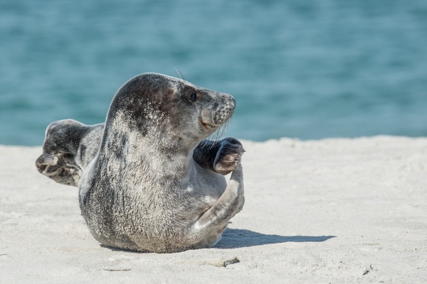 Beach seals Stock Photo