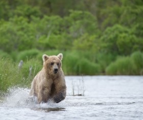 Bear catching fish Stock Photo