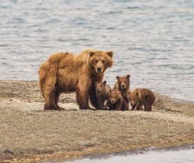Bear mother with four bears Stock Photo