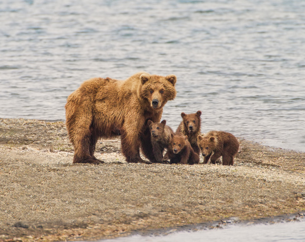Bear mother with four bears Stock Photo