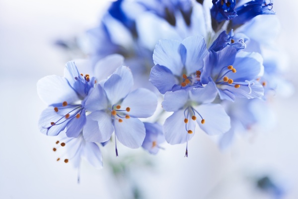 Beautiful blue flowers Stock Photo