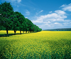 Beautiful field scenery Stock Photo
