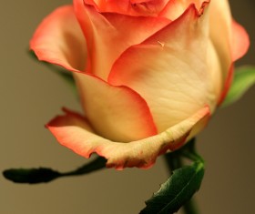 Beautiful light yellow roses HD picture