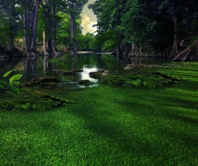 Beautiful mystery forest Stock Photo 02