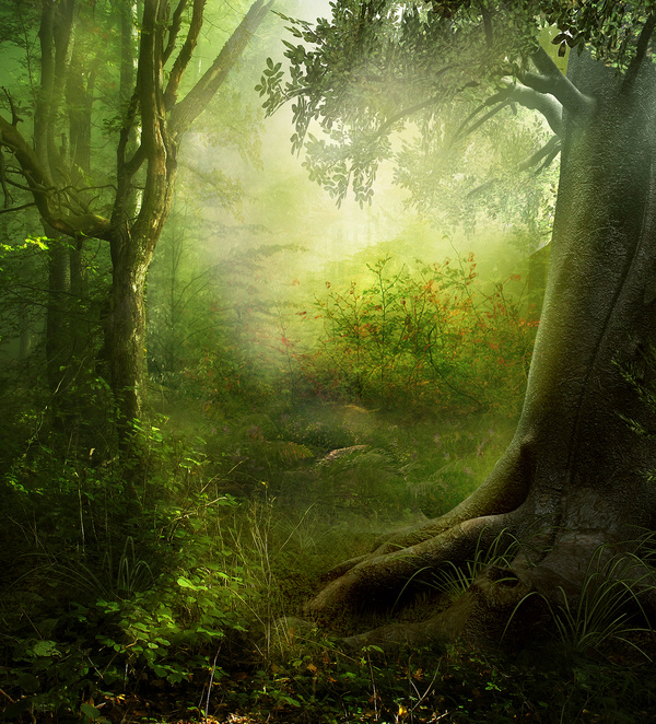 Beautiful mystery forest Stock Photo 03