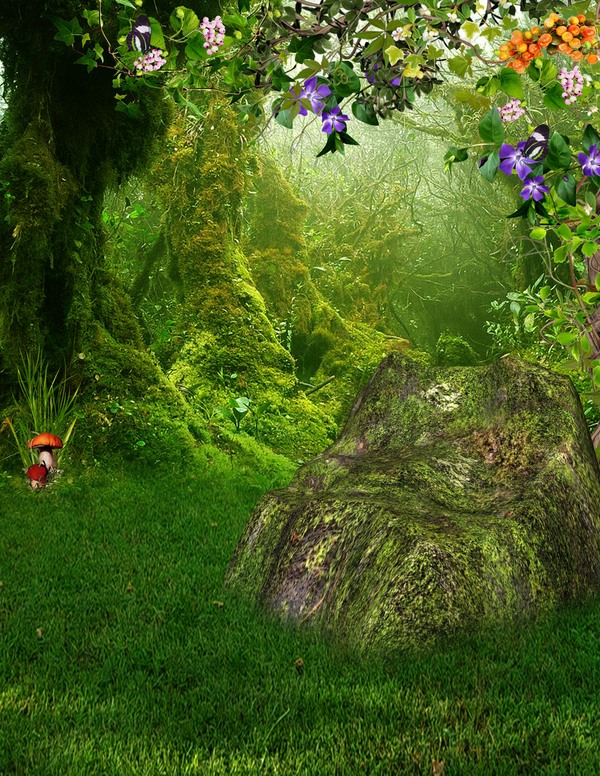 Beautiful mystery forest Stock Photo 04