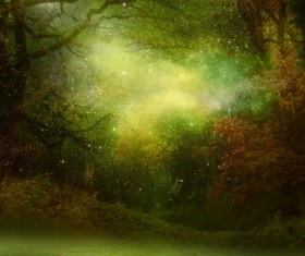Beautiful mystery forest Stock Photo 05
