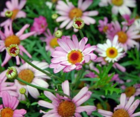 Beautiful pink flowers Stock Photo