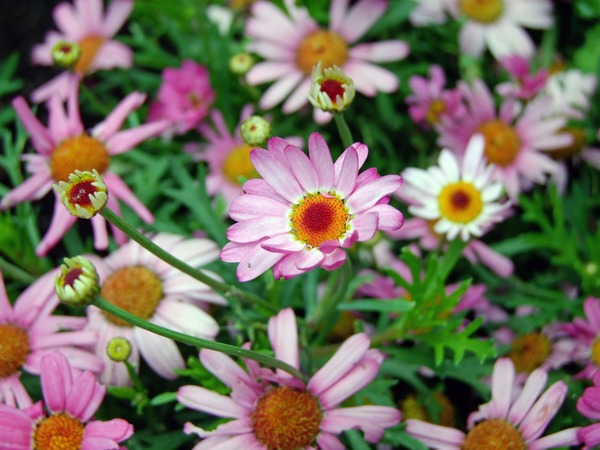 Beautiful pink flowers Stock Photo