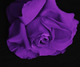 Beautiful purple roses HD picture