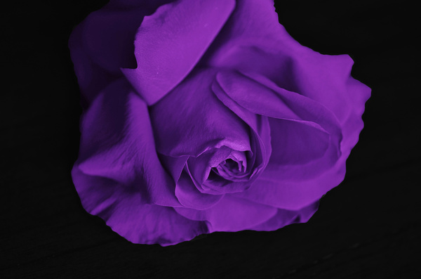 Beautiful purple roses HD picture