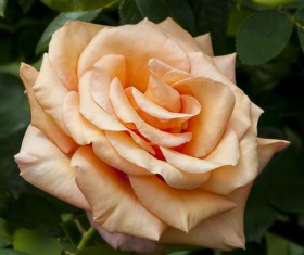Beautiful roses HD picture