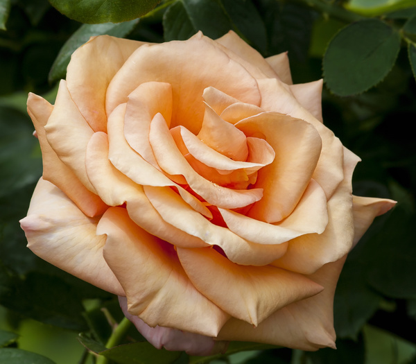 Beautiful roses HD picture
