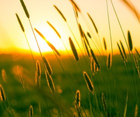Beautiful sunset with plants Stock Photo