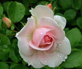 Beautiful white pink roses HD picture