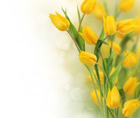 Beautiful yellow flowers Stock Photo