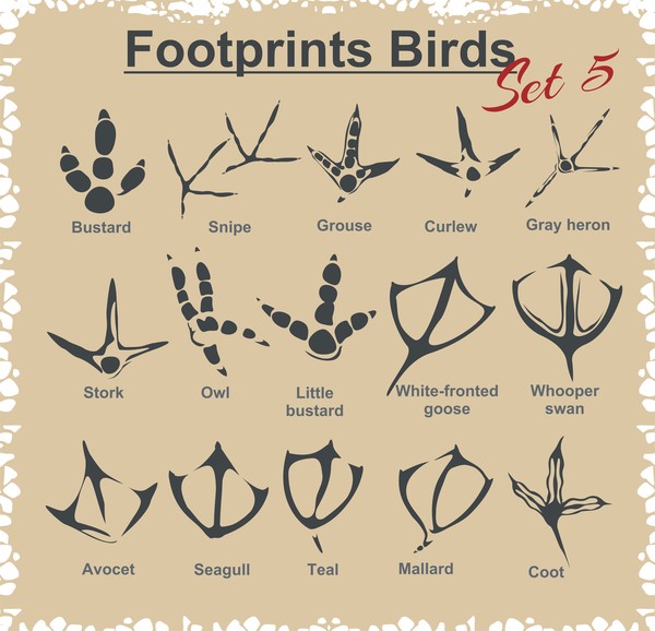 Birds footprints design set vector 01