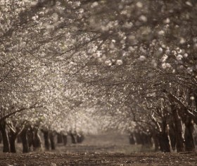 Black and white woods Stock Photo