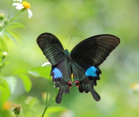 Black butterfly Stock Photo