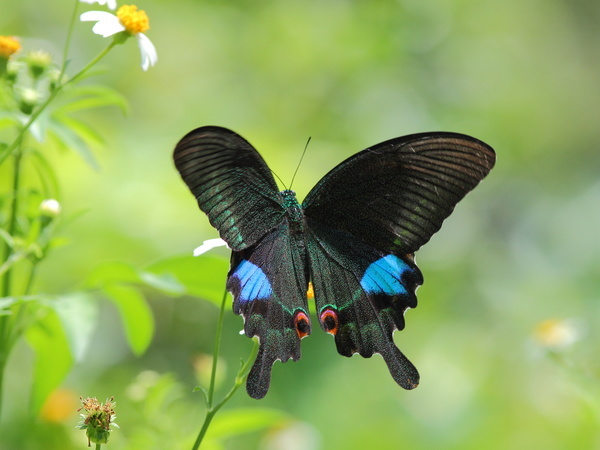Black butterfly Stock Photo