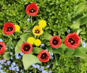 Blooming color tulips Stock Photo