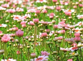 Blooming pink daisies Stock Photo
