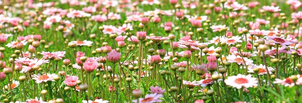 Blooming pink daisies Stock Photo