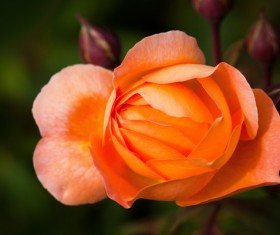 Blooming yellow rose HD picture