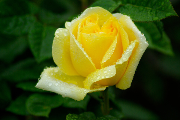 Blooming yellow roses HD picture
