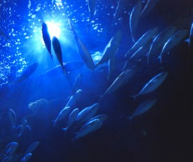 Blue ocean fish Stock Photo