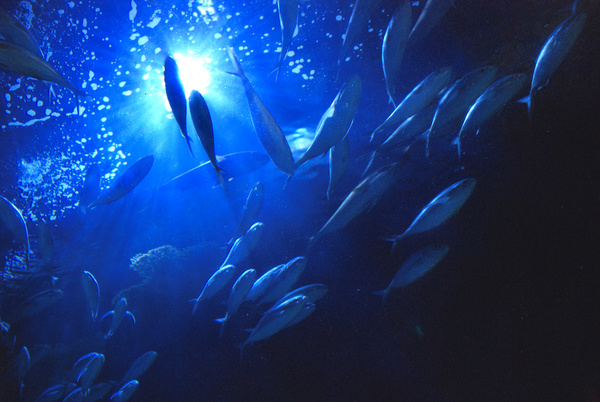 Blue ocean fish Stock Photo
