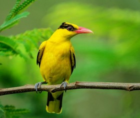 Branches on the oriole birds Stock Photo