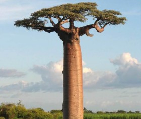 Bread tree Stock Photo